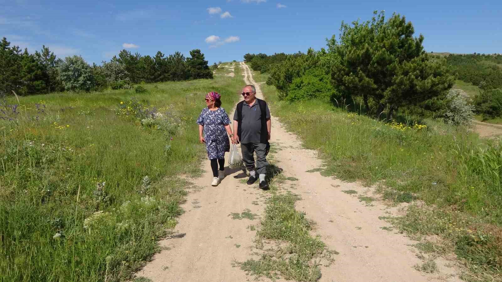 Yozgat’ta kozalağın reçeli ve sirkesinden sonra şimdi de turşusu yapıldı