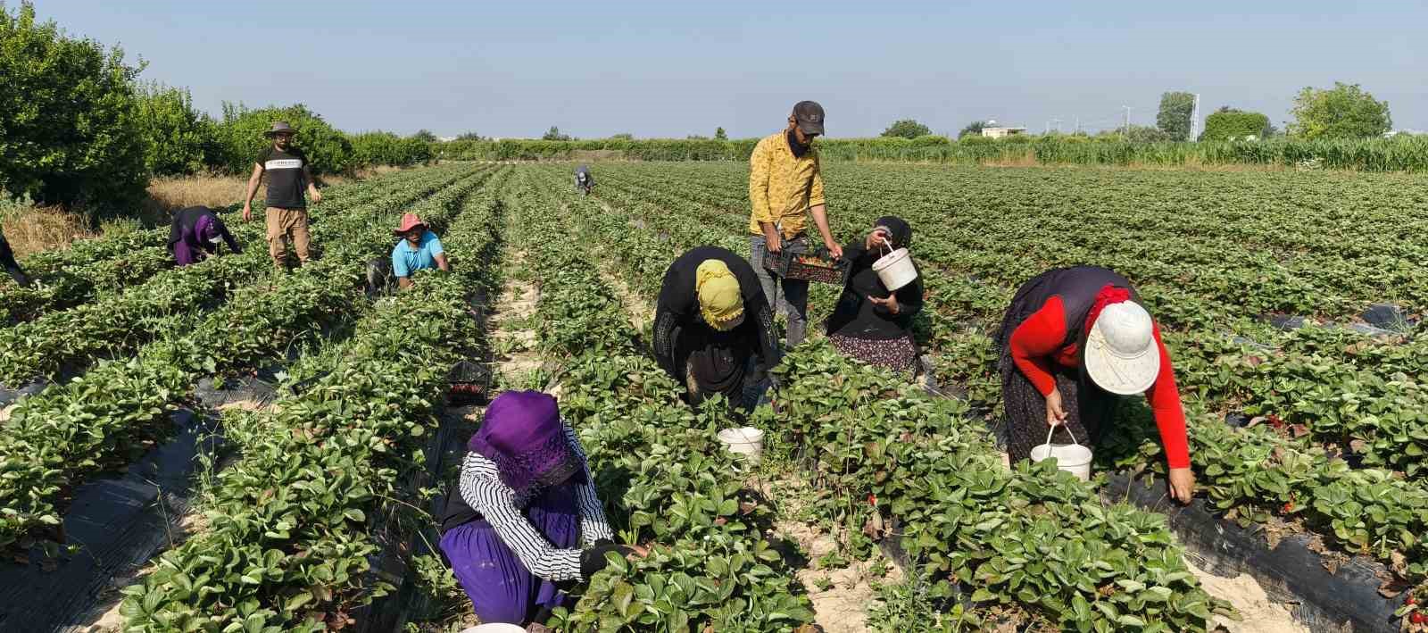 Silifke çileğinde hasadın sonuna gelindi