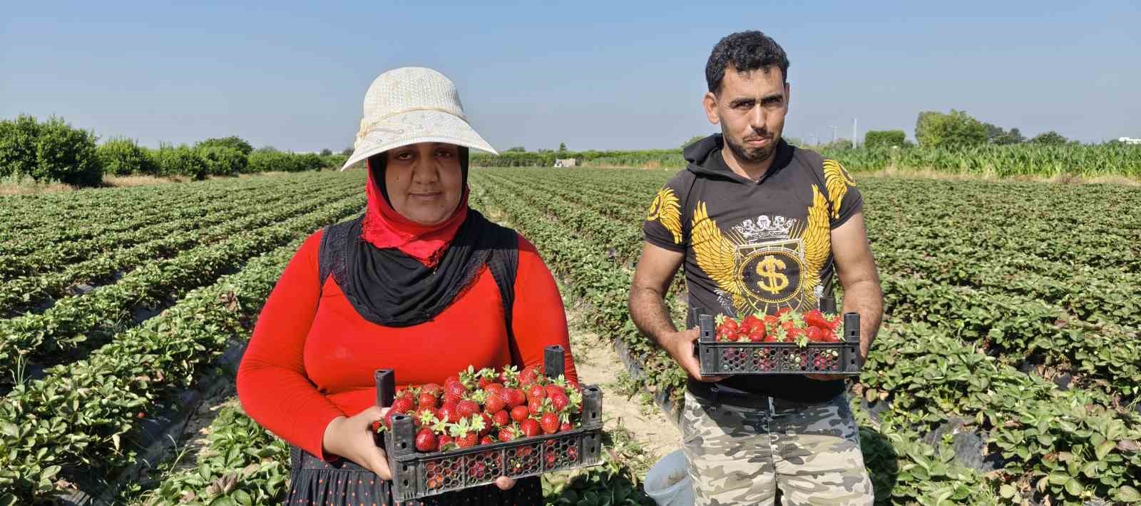 Silifke çileğinde hasadın sonuna gelindi