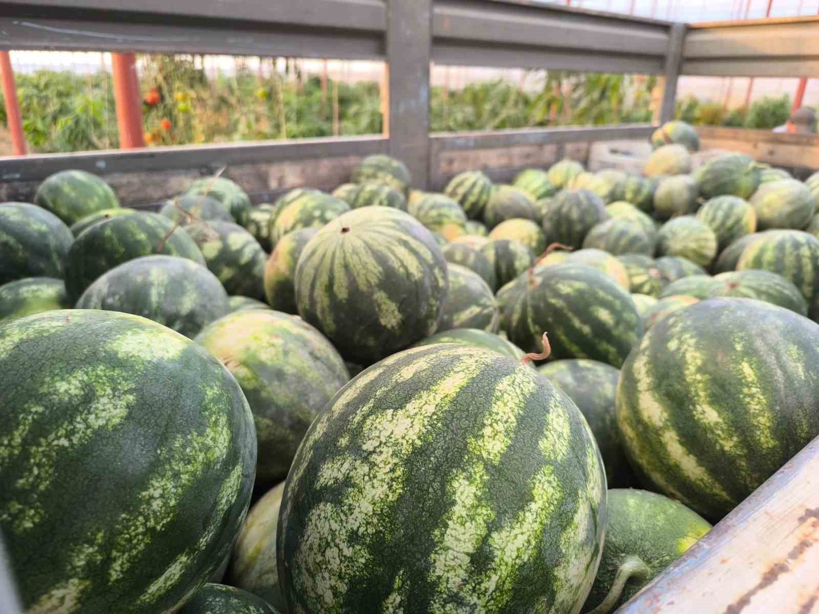 Hayırsever çiftçinin tarlası bu yıl öğrencilerin için hasat edildi