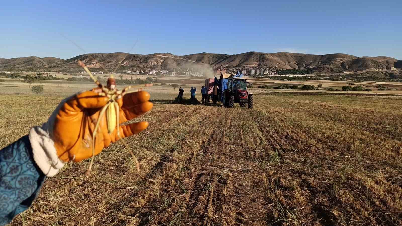 Batman’da mercimek hasadında görülen dev çekirge şaşırttı