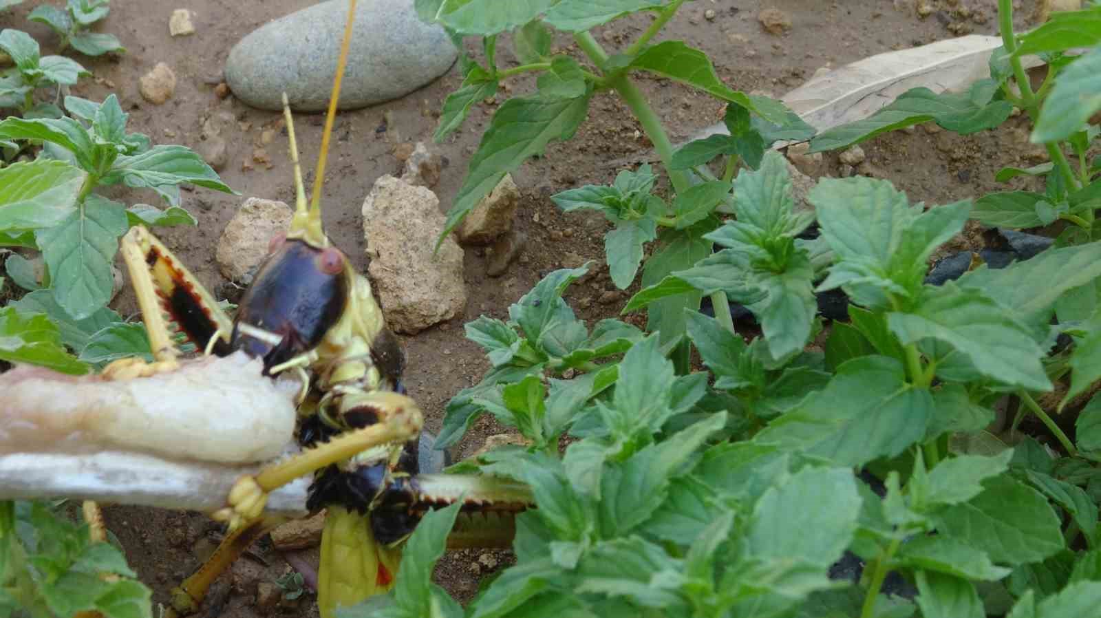 Batman’da mercimek hasadında görülen dev çekirge şaşırttı
