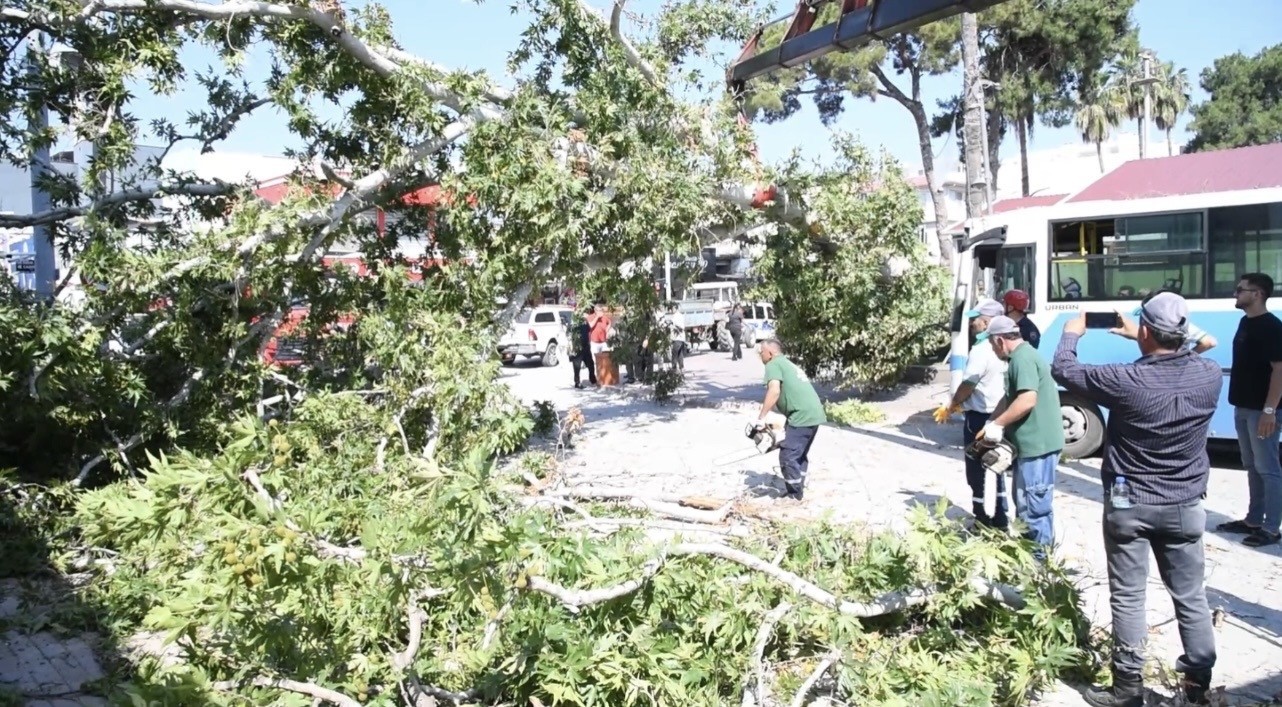 Osmaniye’de çınar ağacı, halk otobüsünün üzerine düştü: Saniyelerle kurtuldu
