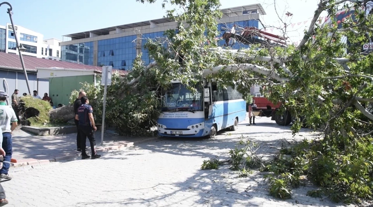 Osmaniye’de çınar ağacı, halk otobüsünün üzerine düştü: Saniyelerle kurtuldu
