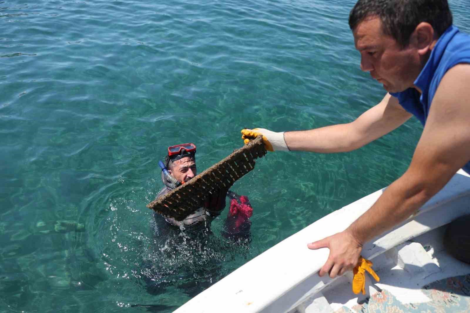 Deniz dibi temizliği Turgutreis’te yapıldı