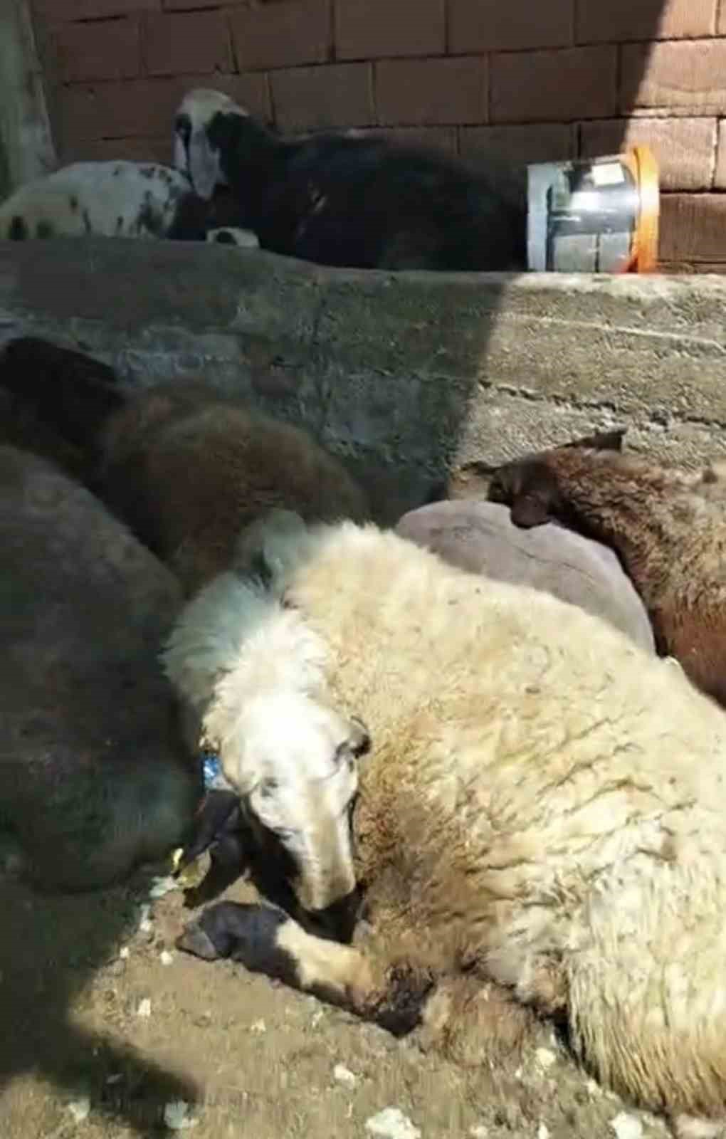 Kurt ağıla girdi: 8 koyun telef oldu, 8’i kayıp