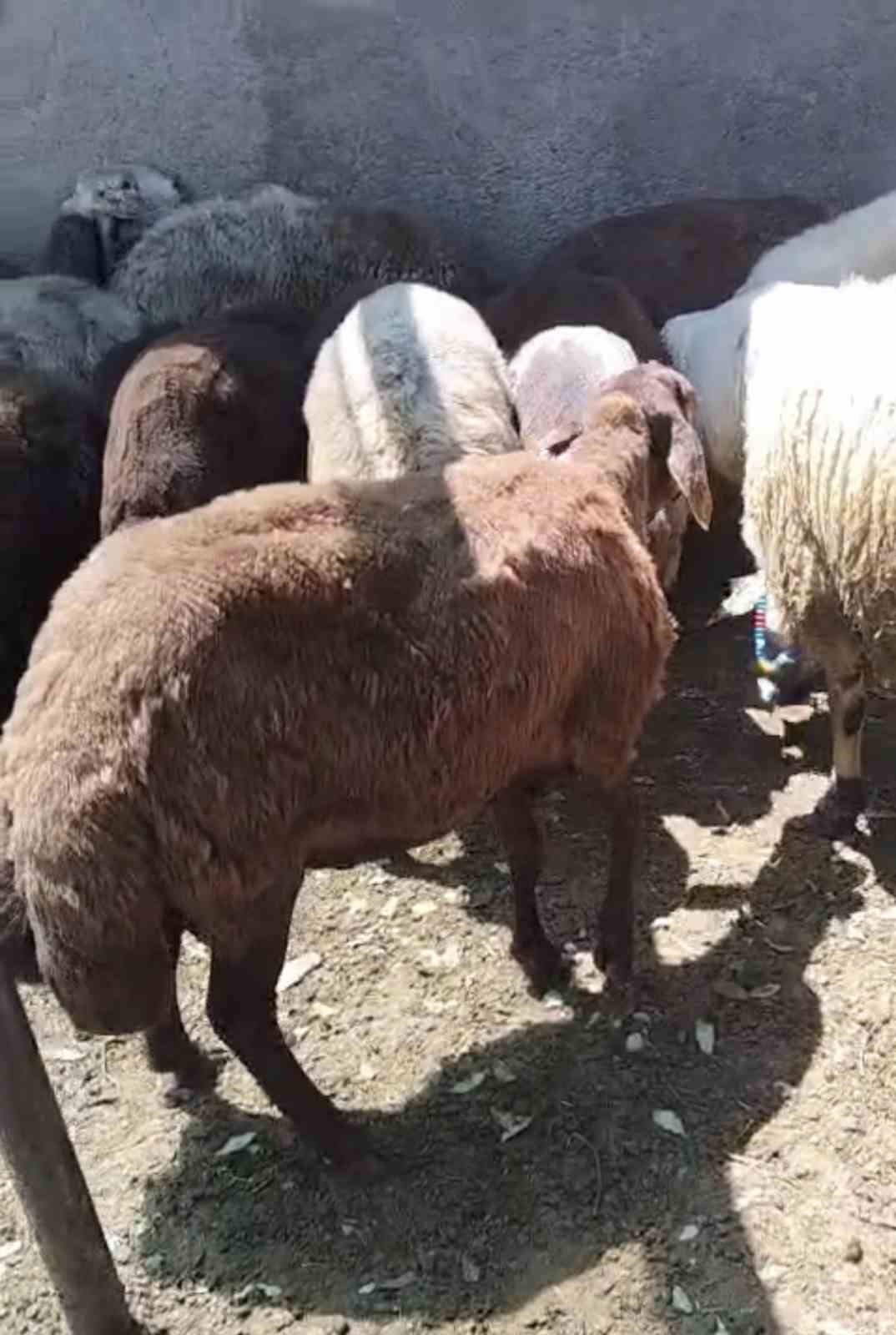 Kurt ağıla girdi: 8 koyun telef oldu, 8’i kayıp