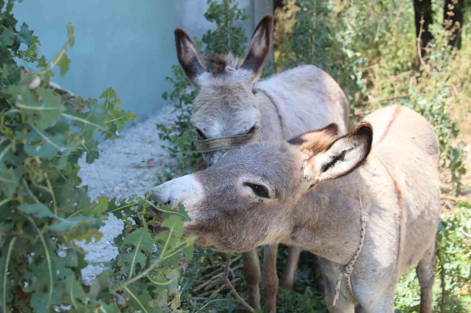 Adanalılar eşeklerin sahibini arıyor