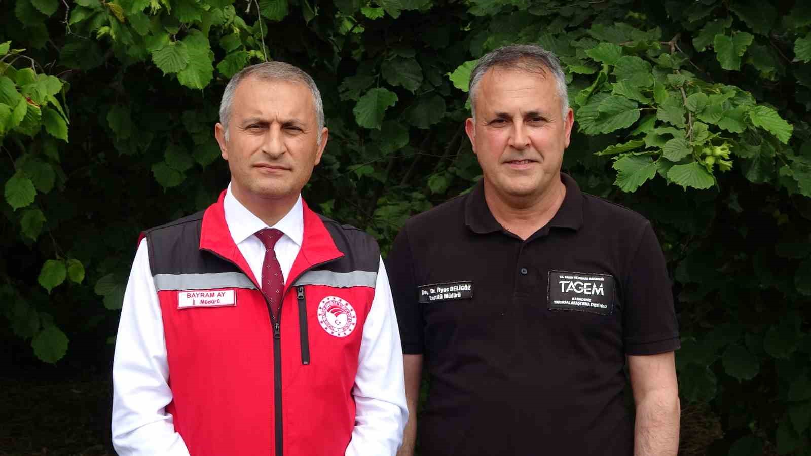 Kahverengi kokarcanın sonunu samuray arıları getirerek