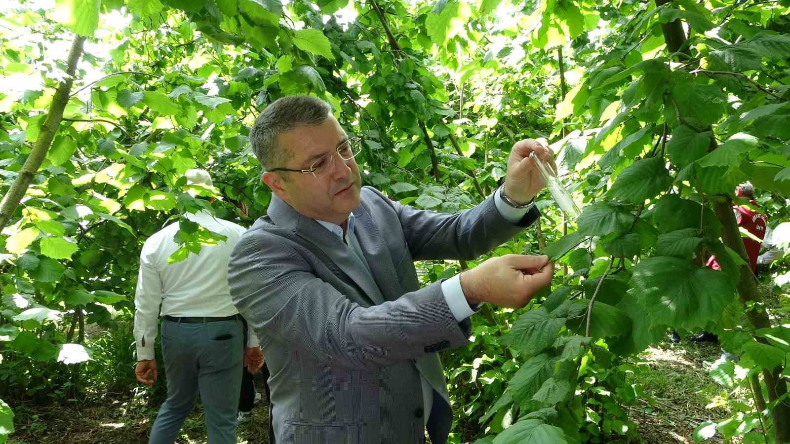 Kahverengi kokarcanın sonunu samuray arıları getirerek