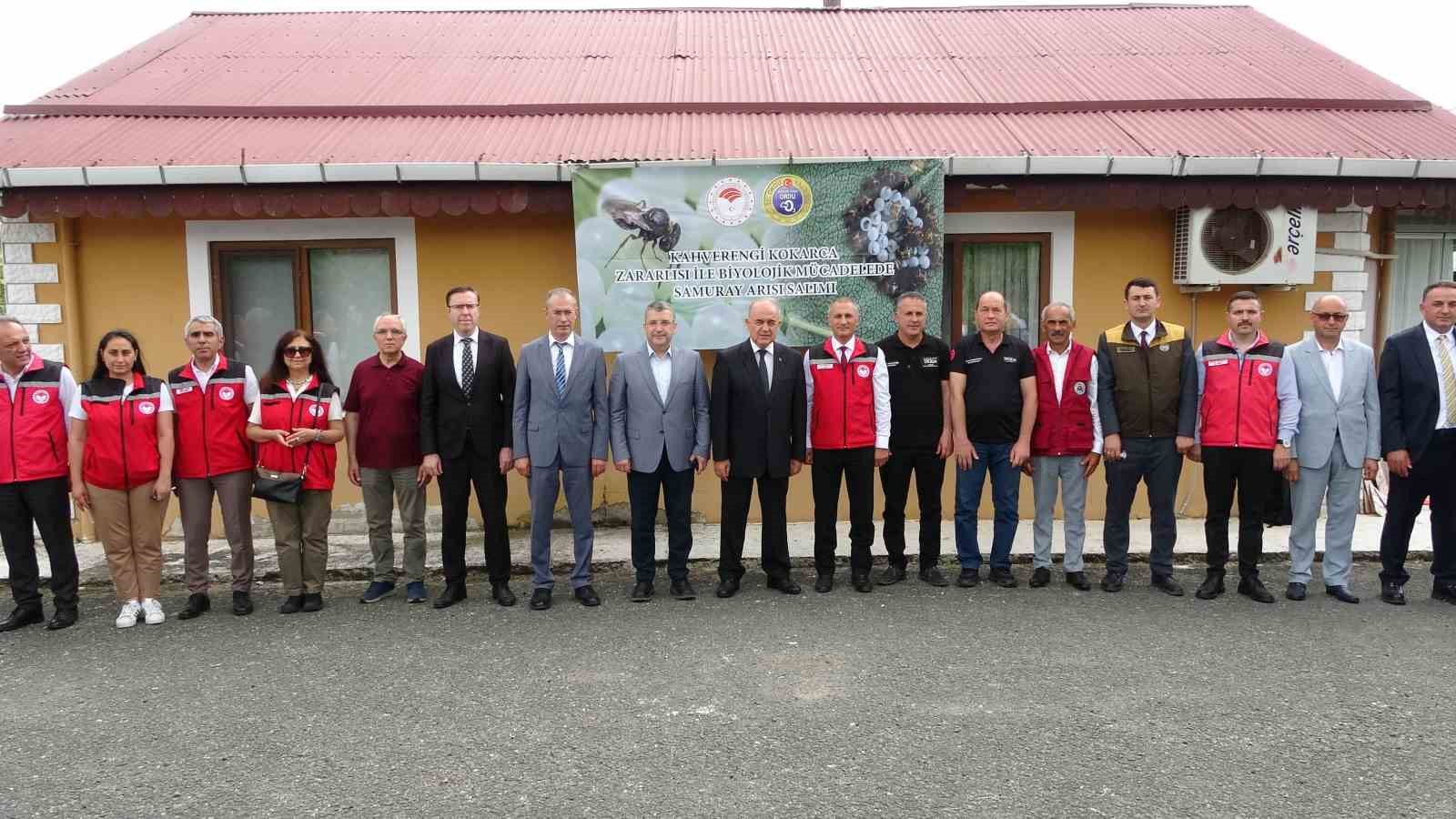 Kahverengi kokarcanın sonunu samuray arıları getirerek