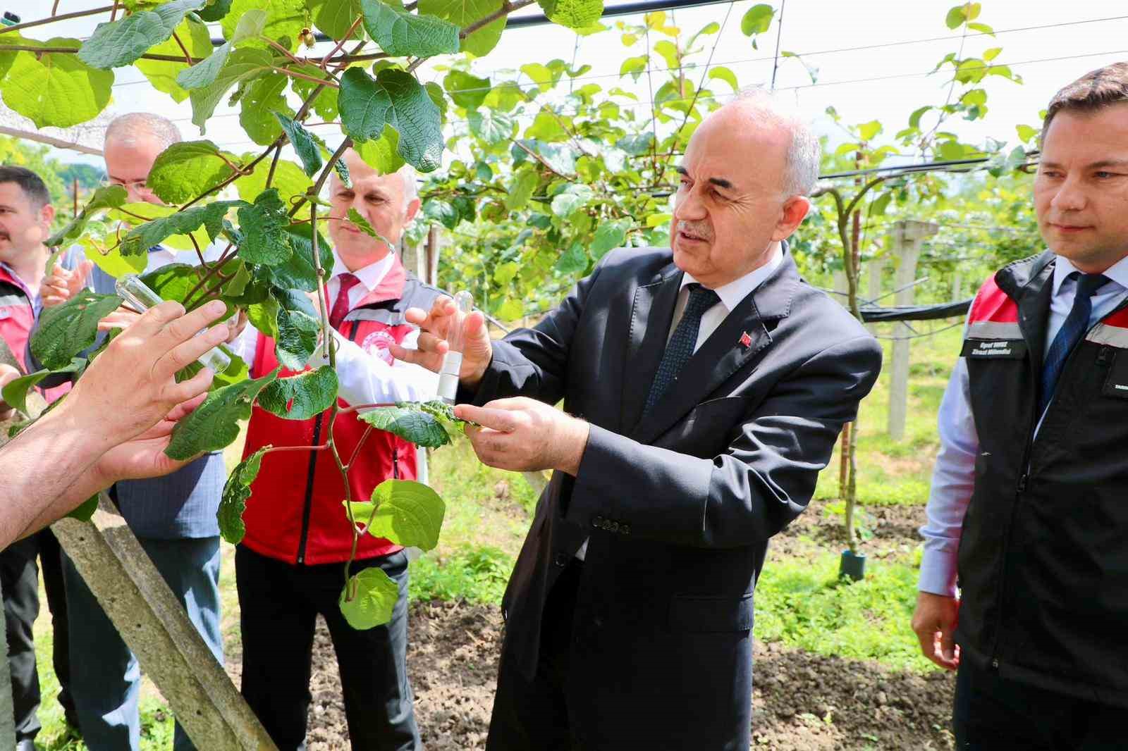 Kahverengi kokarcanın sonunu samuray arıları getirerek