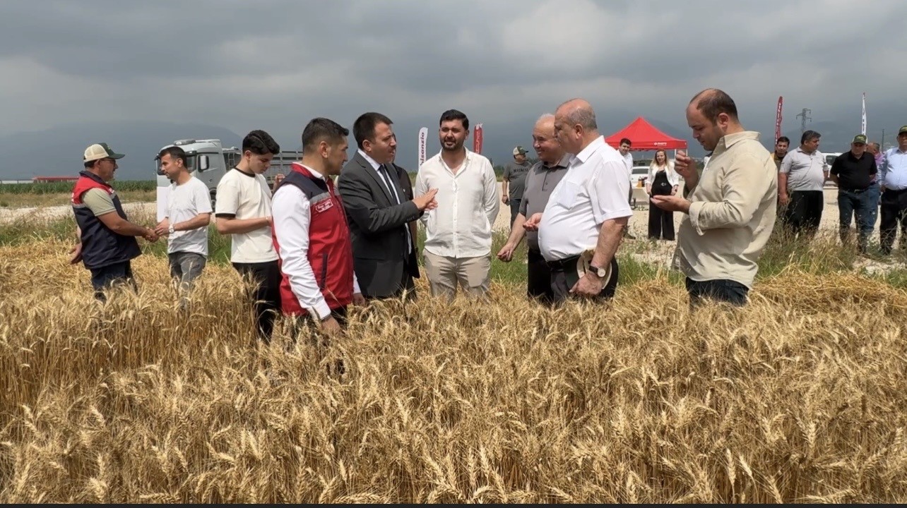 Osmaniye’de 15 gün gecikmeli başlayan hasatta yüksek verim sevinci