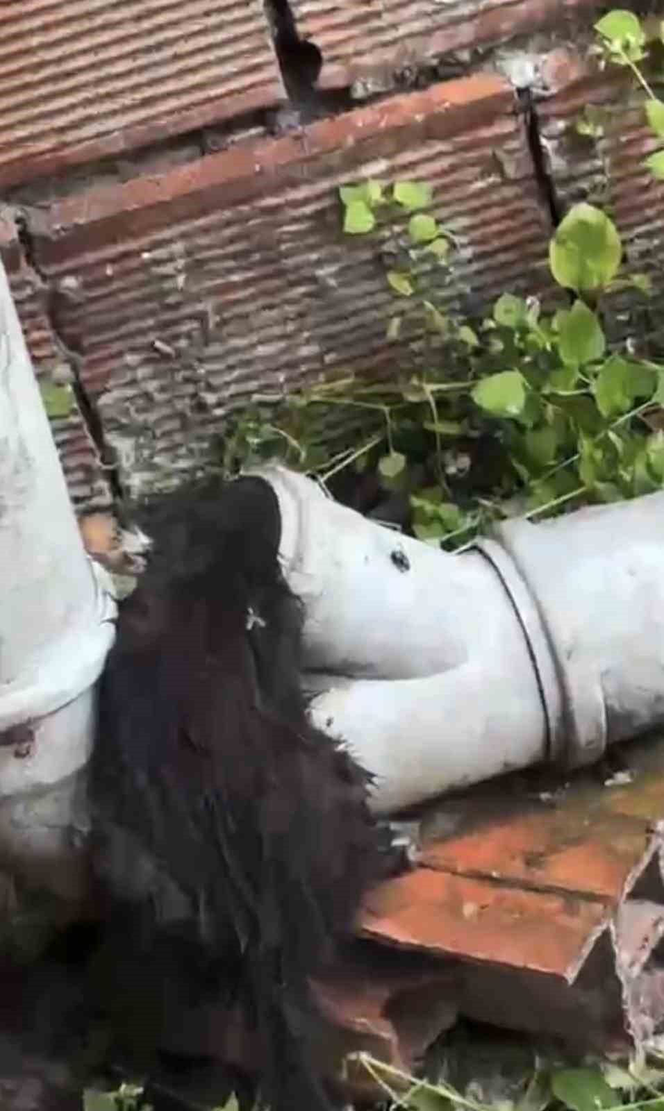 Yağmur suyu borusuna sıkışan yavru kedi uzun uğraşlar sonrasında kurtarıldı