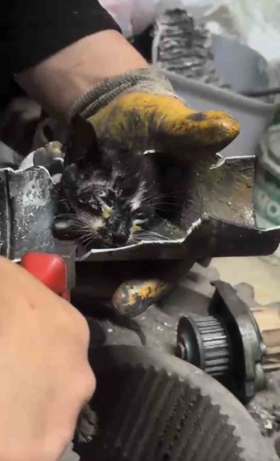 Yağmur suyu borusuna sıkışan yavru kedi uzun uğraşlar sonrasında kurtarıldı