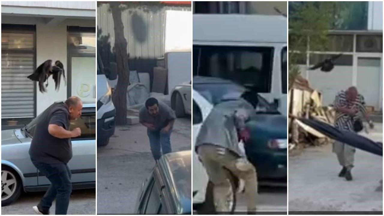 Erzincan’da karga ailesi yavrusu için kedilere ve insanlara meydan okudu