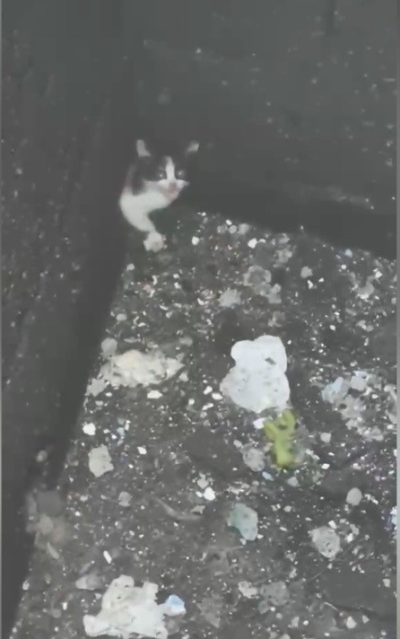 Osmaniye’de balyozla genişletilen kuyudan yavru kedi kurtarıldı