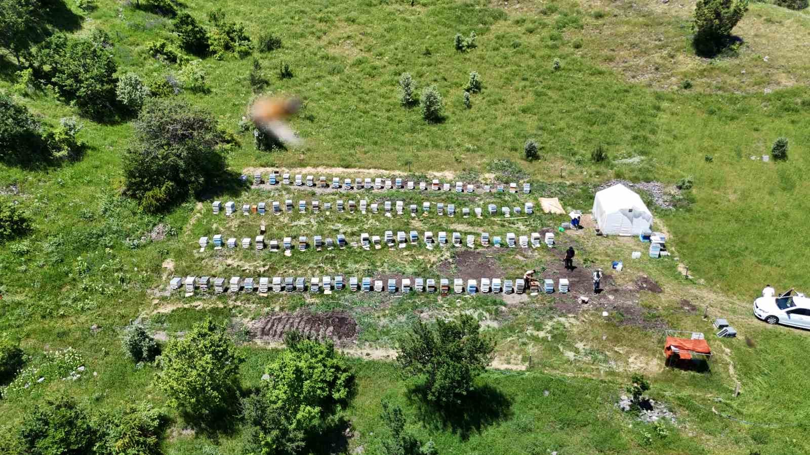 Sivas’ta bu yıl bal üretiminde rekor bekleniyor