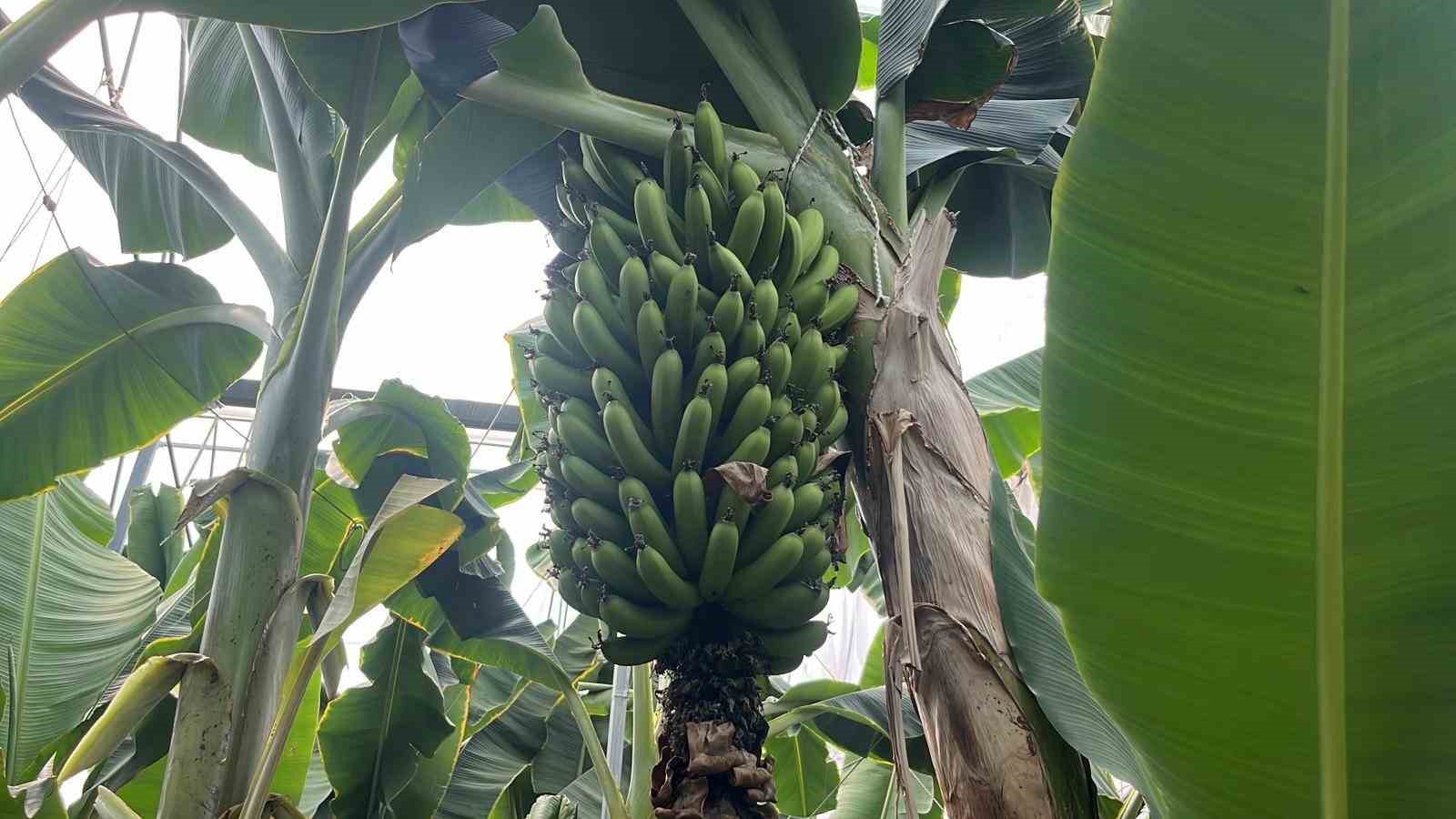 Muzda sera ve pazar arasındaki makas 70-80 liralara yükseldi