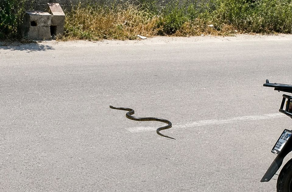 Sıcaklar geldi yılanlar ortaya çıktı: Mersin’de son 1,5 ayda 184 yılan vakası