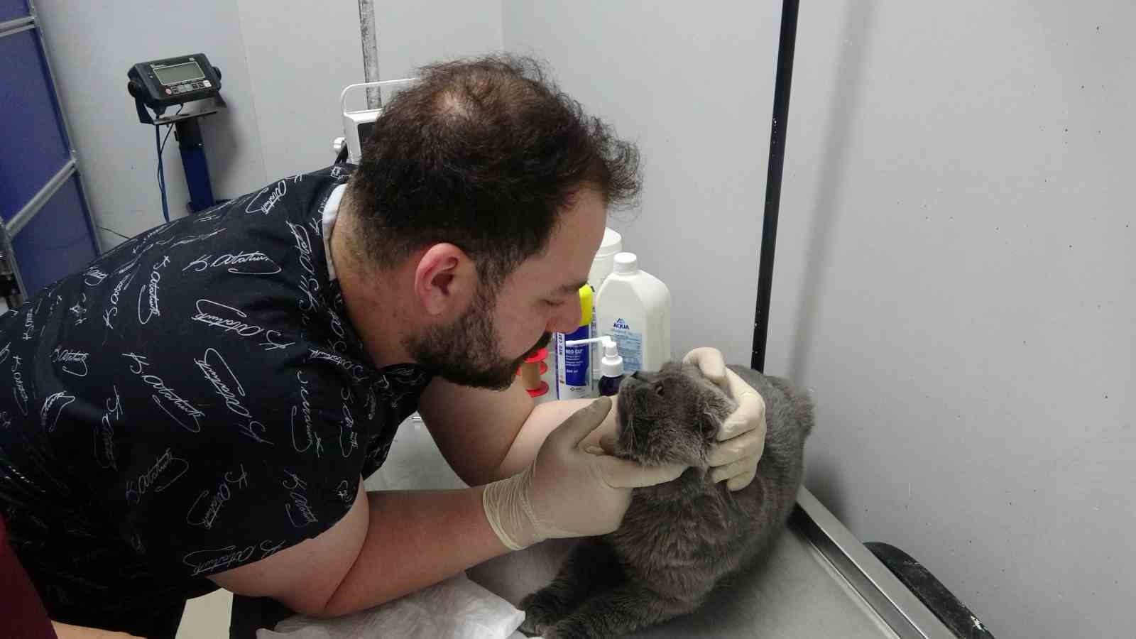 Kayıp kedi ’Tom’ 4 gün sonra bulundu