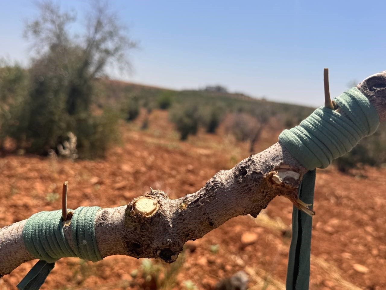 Şanlıurfa’da fıstık aşılama dönemi başladı