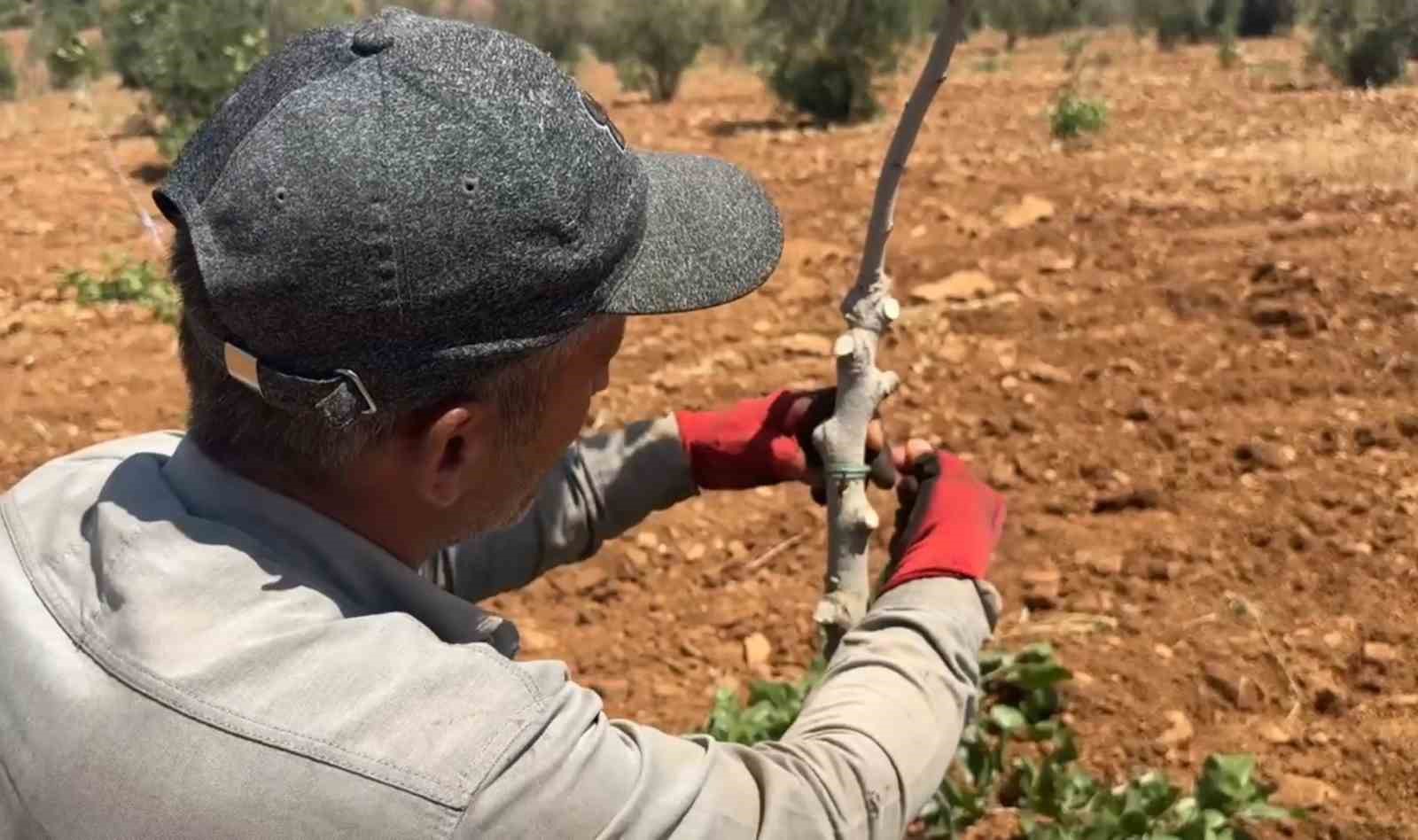 Şanlıurfa’da fıstık aşılama dönemi başladı