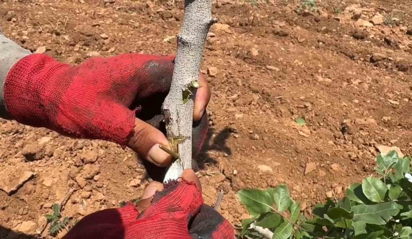 Şanlıurfa’da fıstık aşılama dönemi başladı