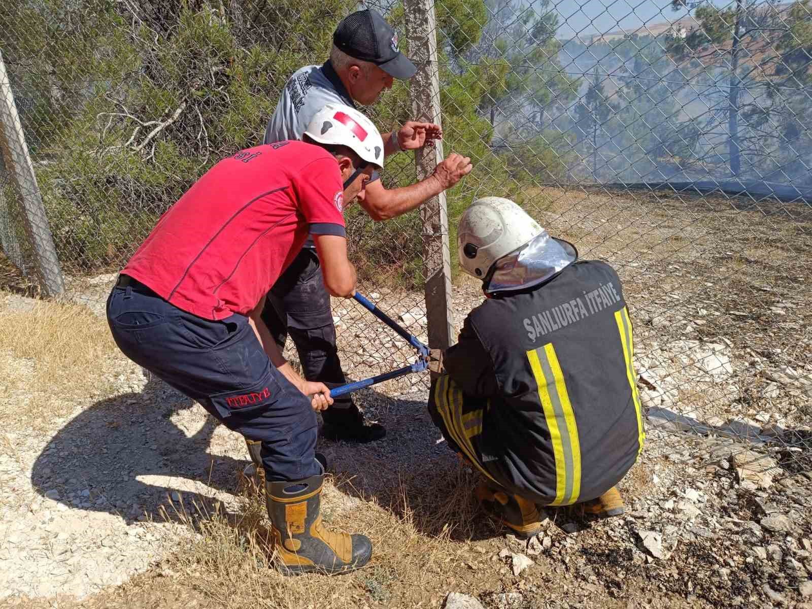 Şanlıurfa’da orman yangını