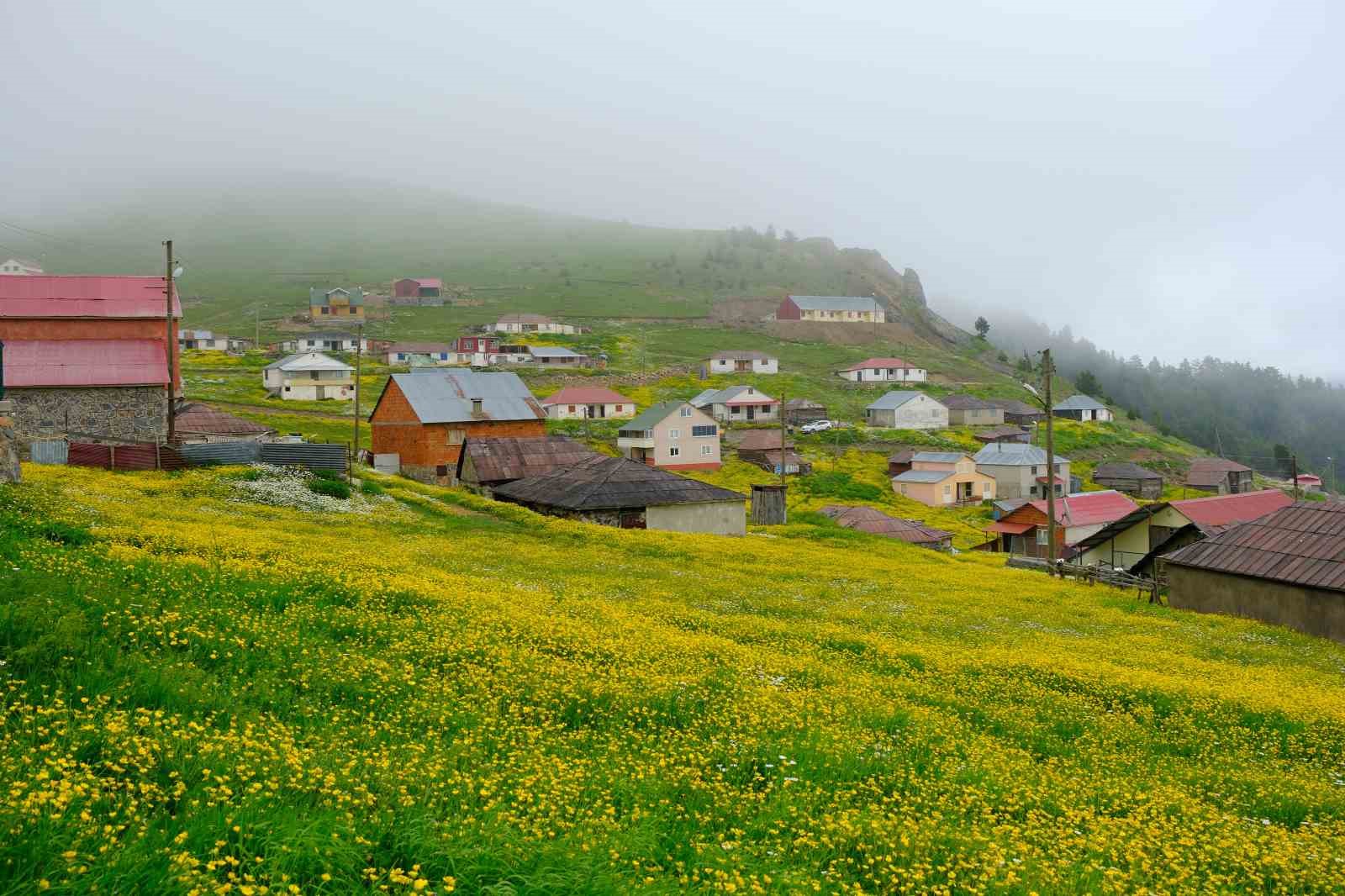 Gümüşhane yaylaları çiçek tarlasına dönüştü