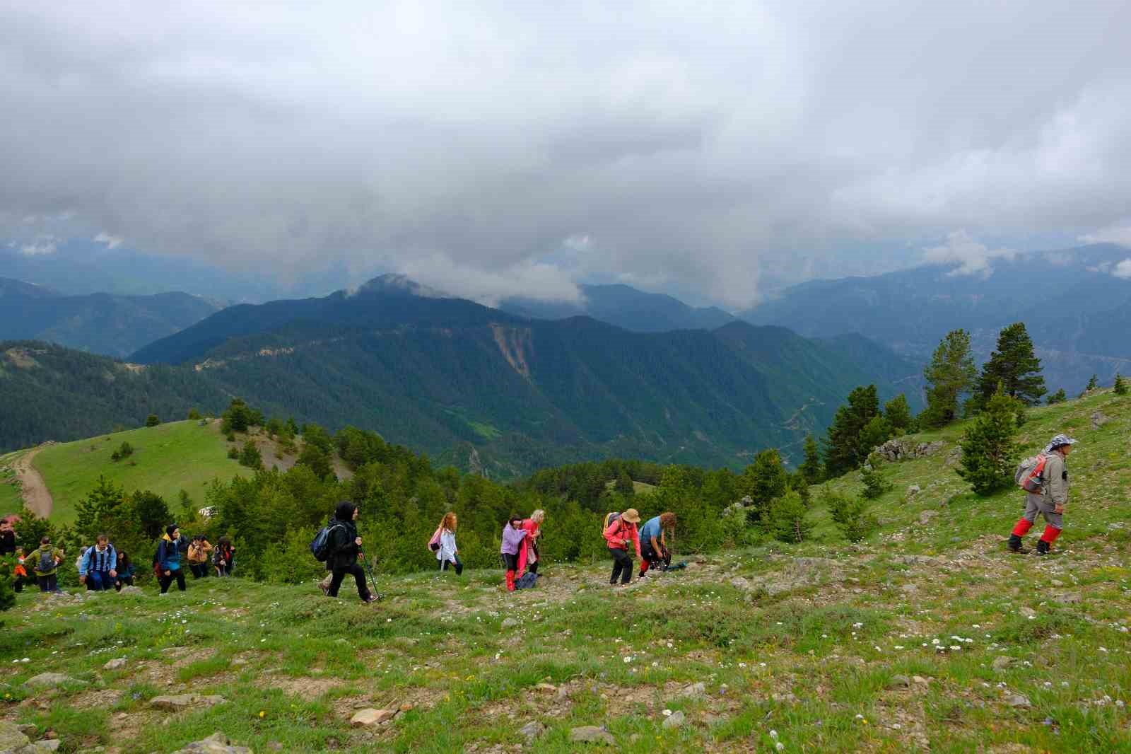 Gümüşhane yaylaları çiçek tarlasına dönüştü