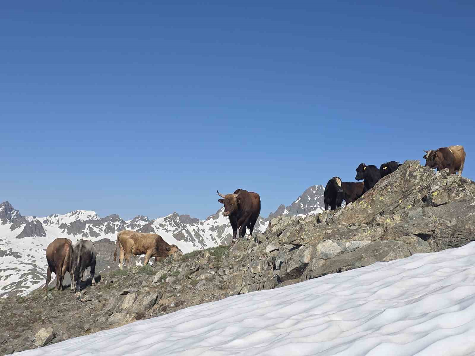 Kaçkarlar’da nefes kesen mücadele: ’Tarihi Öküz Göçü’ tamamlandı