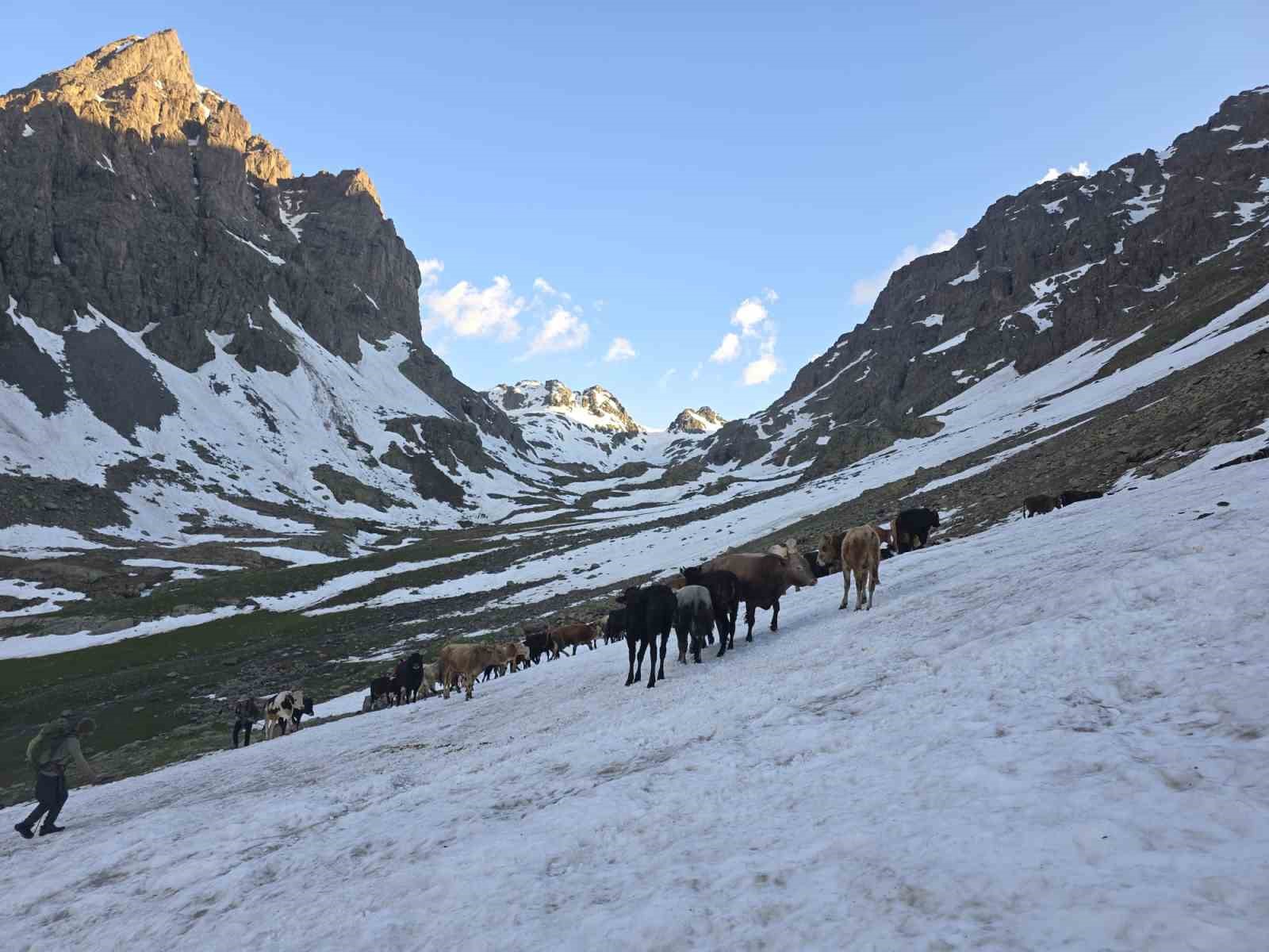 Kaçkarlar’da nefes kesen mücadele: ’Tarihi Öküz Göçü’ tamamlandı
