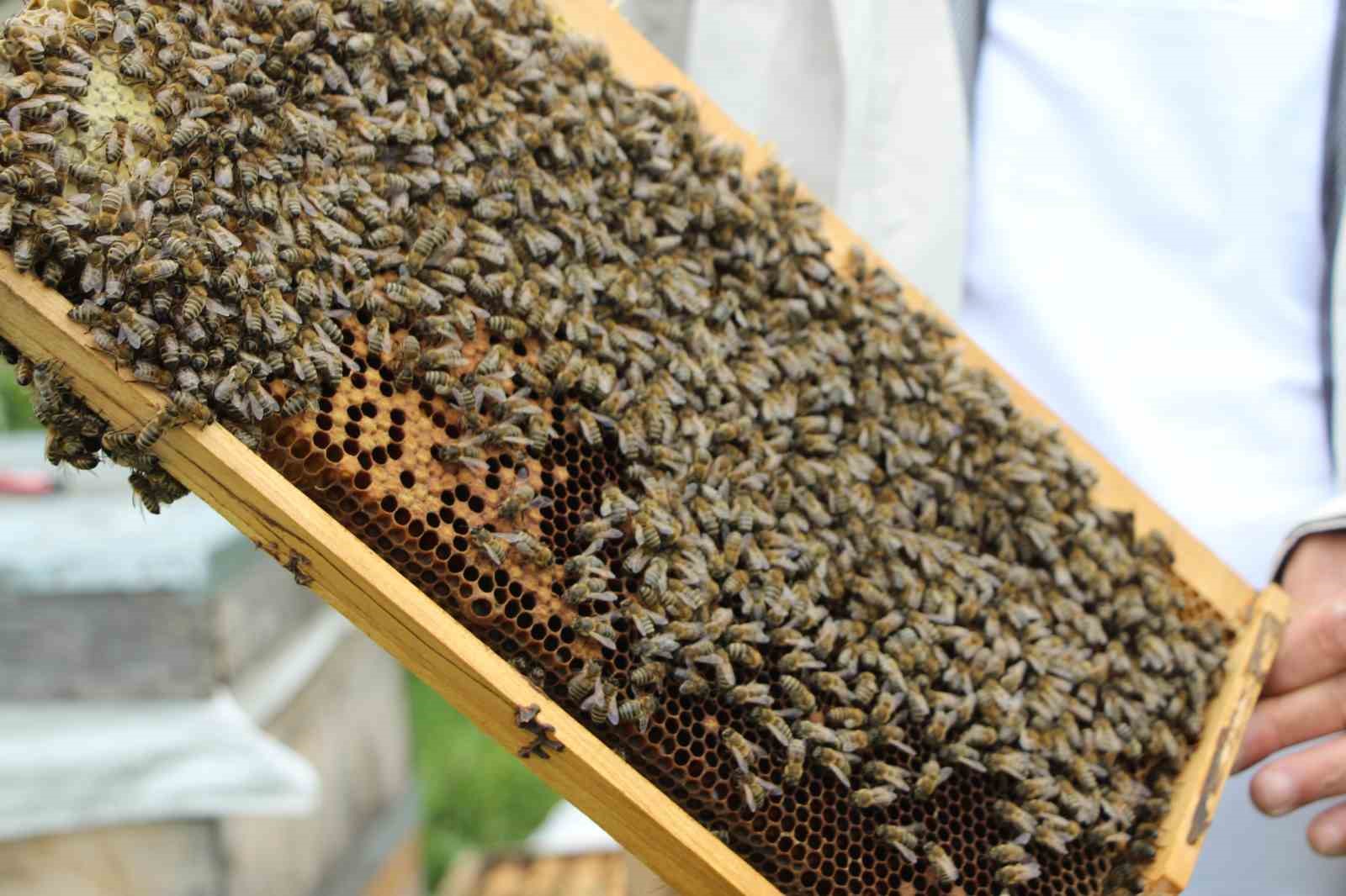 Anzer Balı’nın yeni sezon kilogram satış fiyatı 7 Bin TL olarak belirlendi
