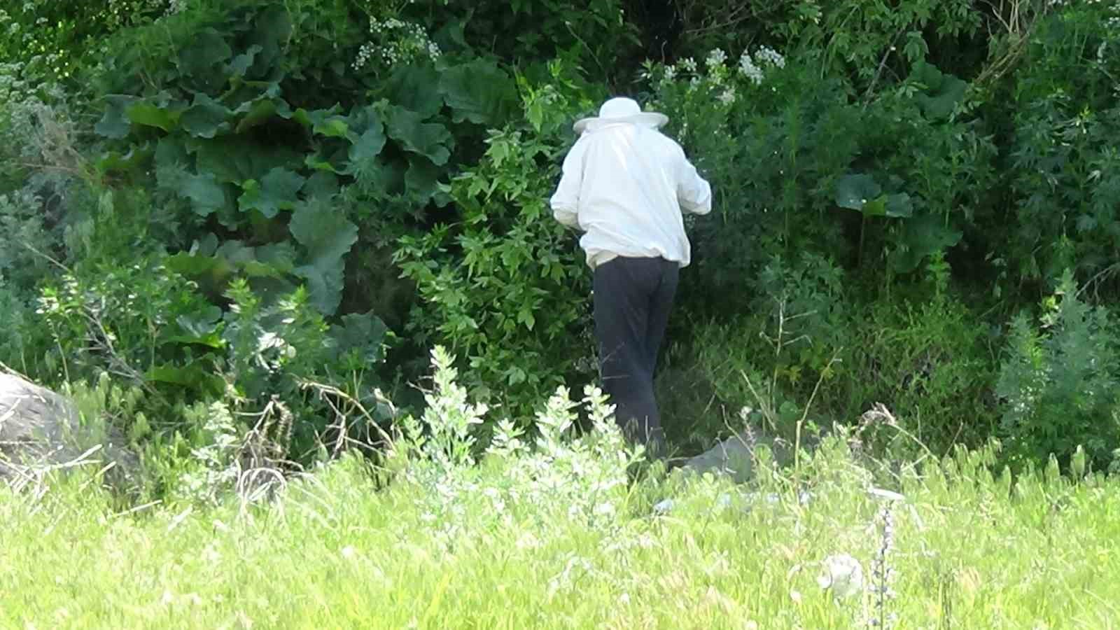 Kars’ta yüzlerce arı ağacı sardı: O anlar kameraya yansıdı