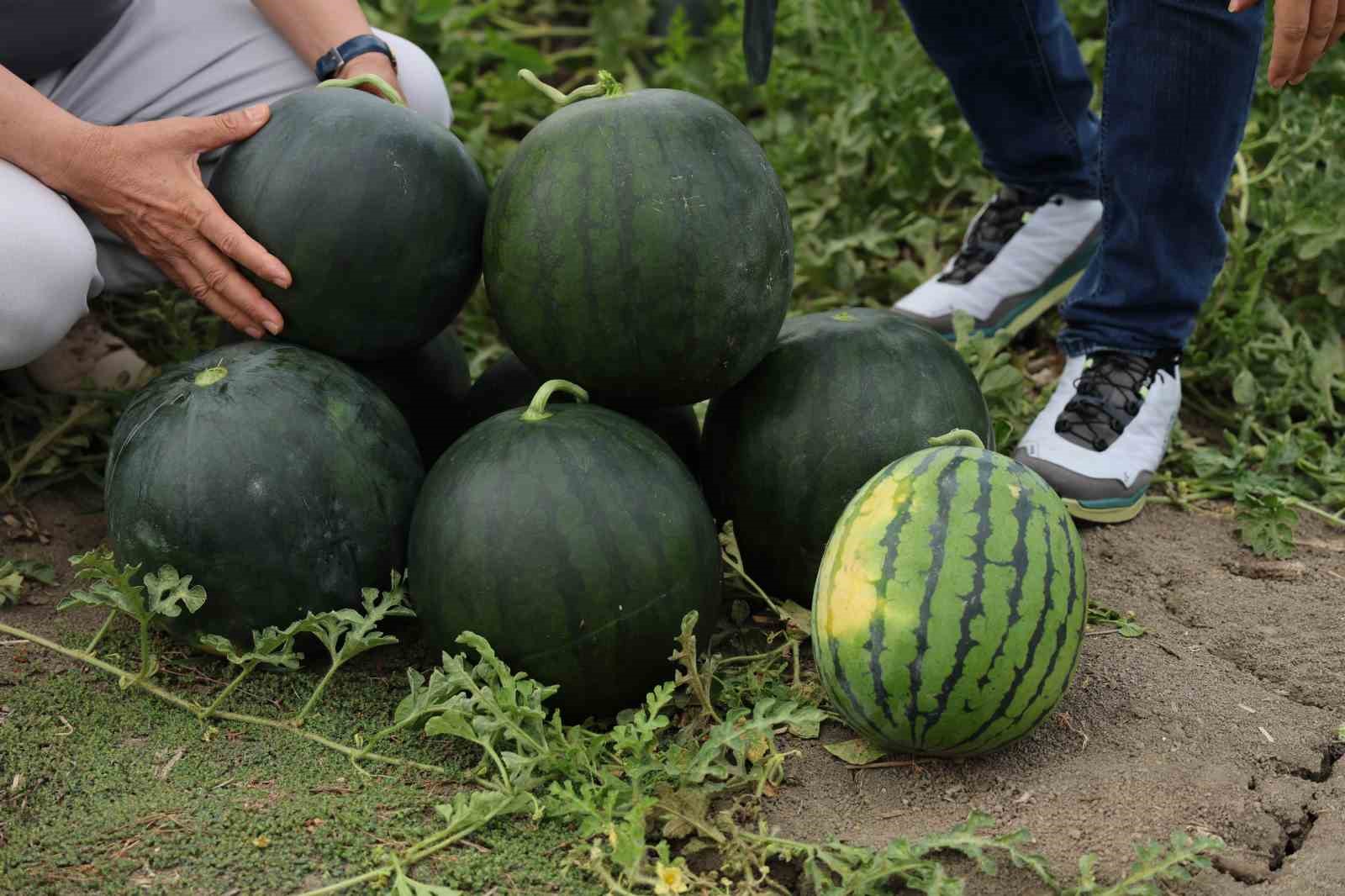 Bu karpuzu görenler hayrete düşüyor: kabuğu yeşil, içi sarı