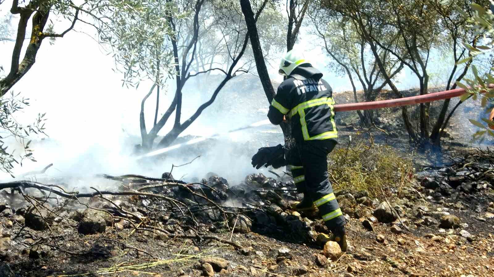 Menteşe’de zeytinlik yangını