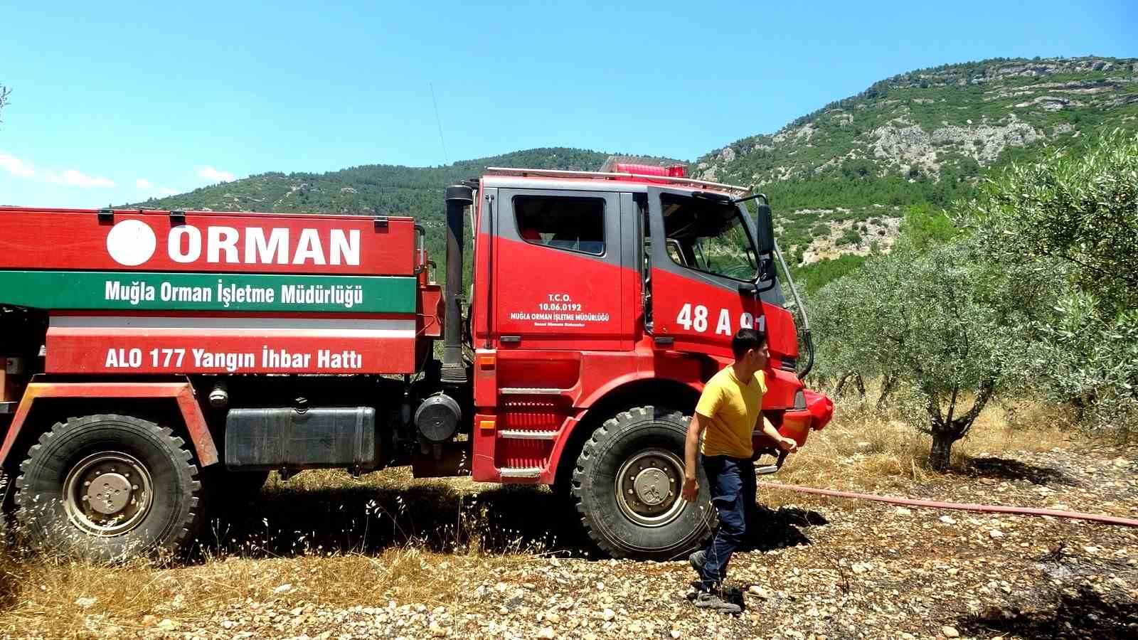 Menteşe’de zeytinlik yangını