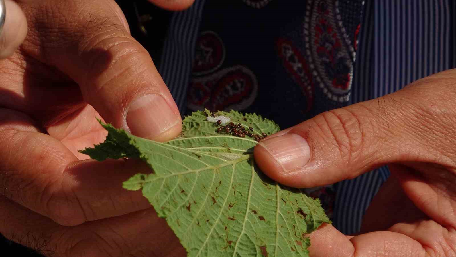 Giresun’da kahverengi kokarcaya karşı samuray arıları doğaya salındı