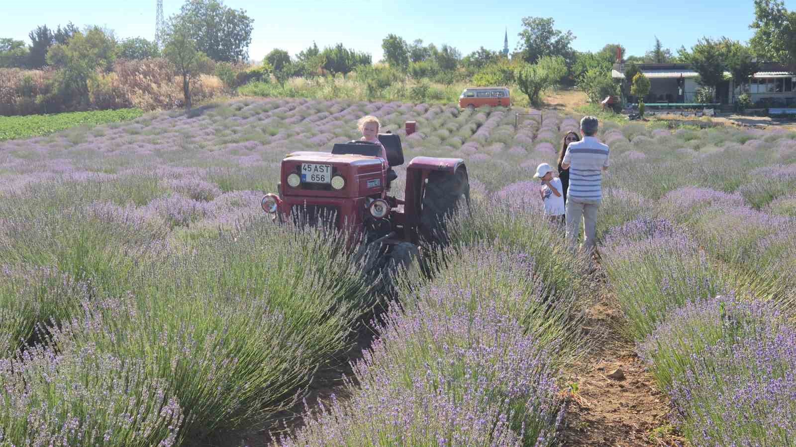 Tekirdağ’da Lavanta Şenliği başladı