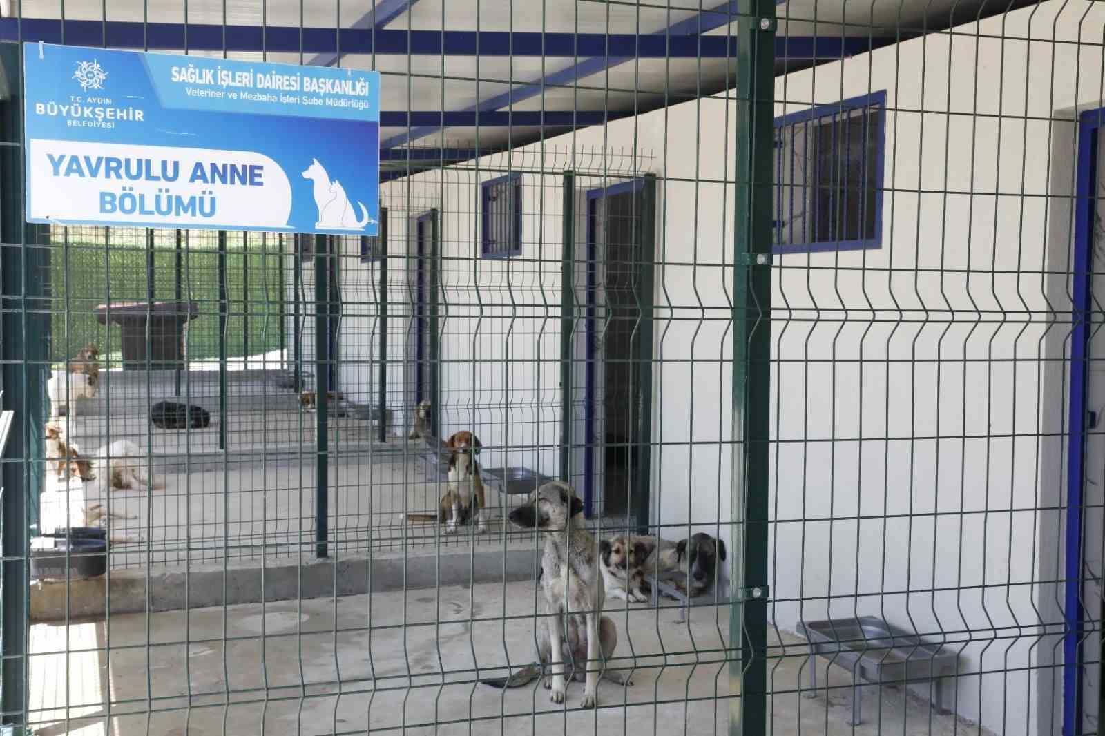 Aydın’da sahipsiz sokak hayvanları için çalışmalar sürüyor