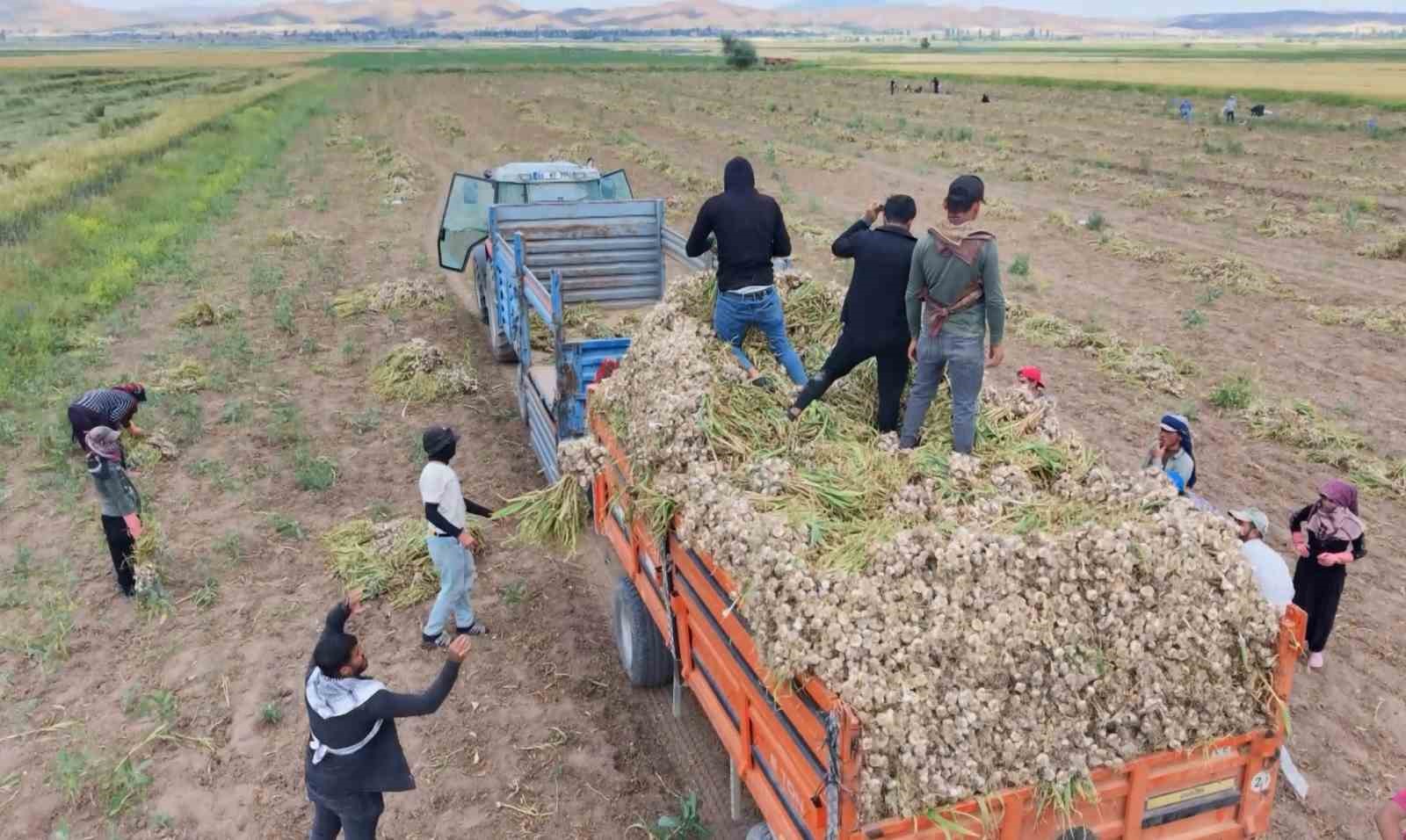 Aksaray’ın ata tohumundan yetiştirilen organik sarımsakların hasadı başladı