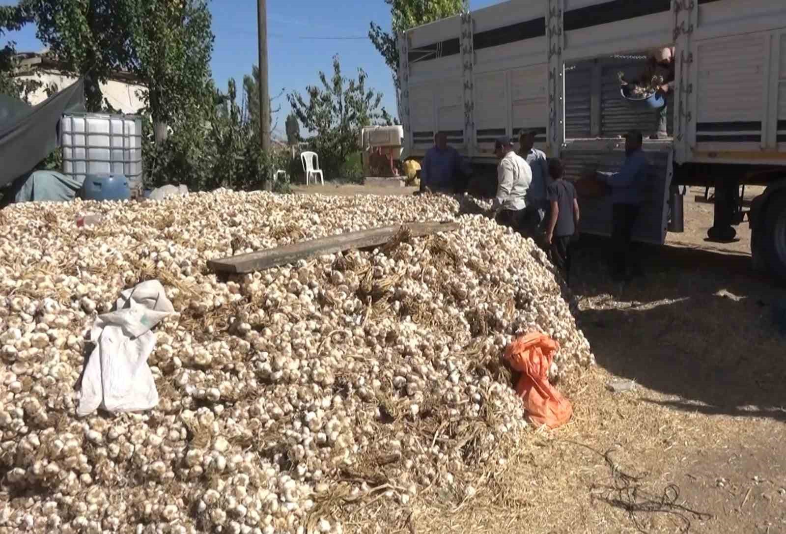 Aksaray’ın ata tohumundan yetiştirilen organik sarımsakların hasadı başladı