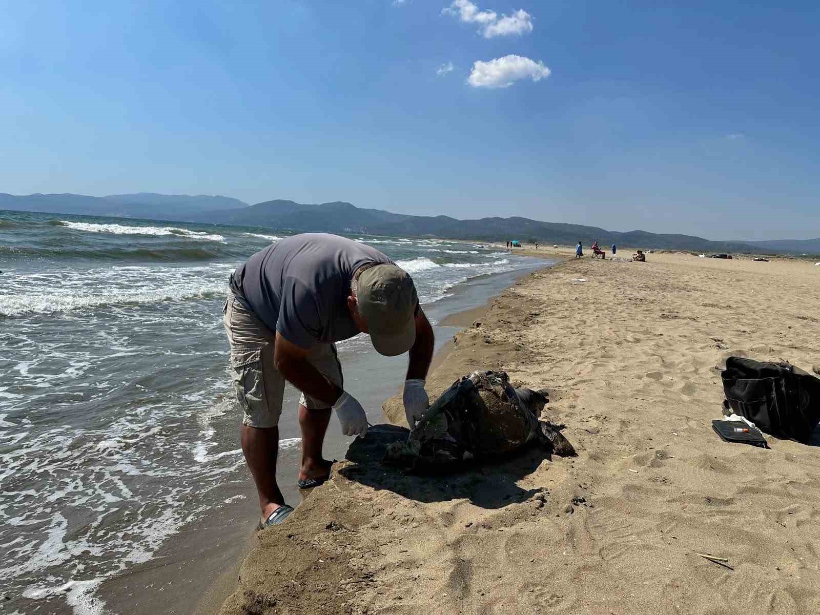 Aynı bölgede ikinci vaka: Deniz kaplumbağasının ayağına taş bağladılar