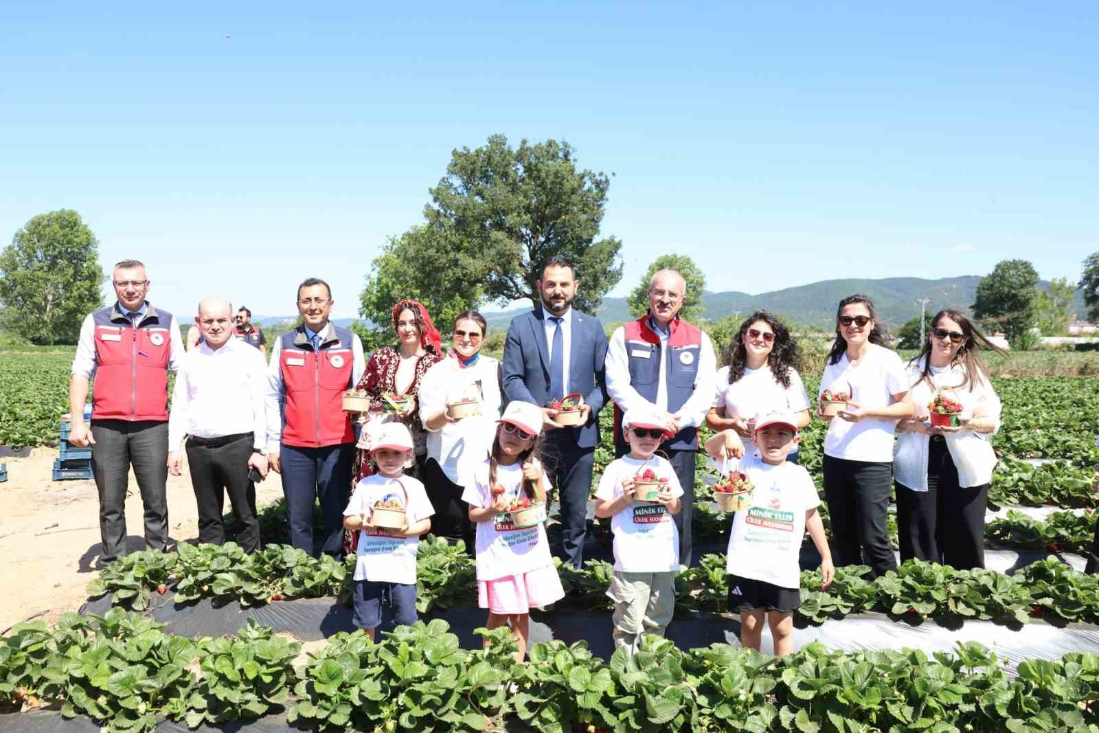 Meşhur Yenice çileğinin hasadı yapıldı
