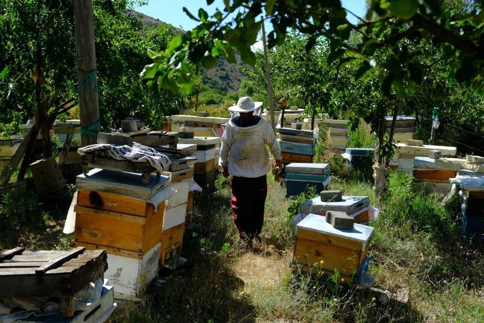Arılar çiçeğin peşinde, arıcılar yayla yolunda