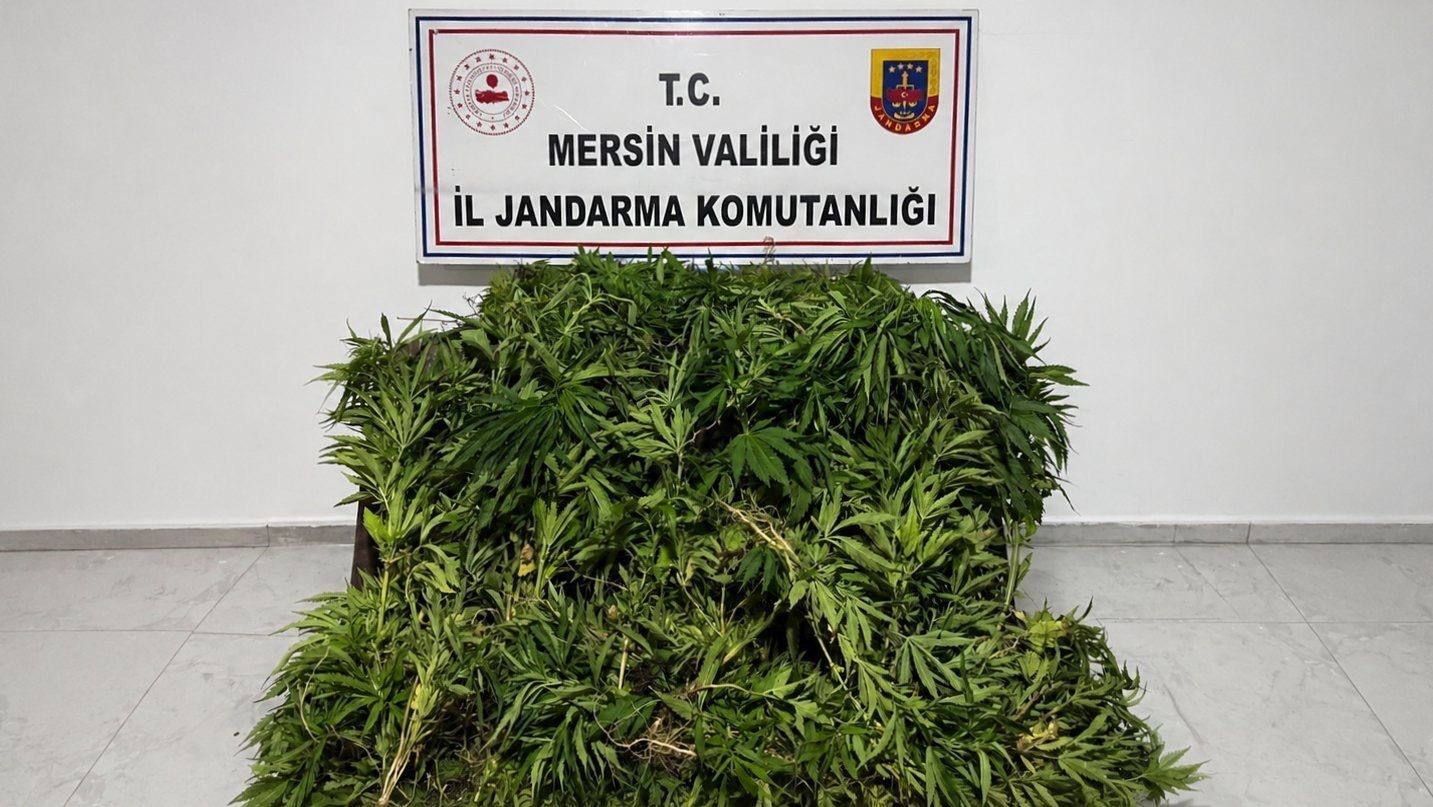 Mersin’de ormanlık alana ekilen bin 500 kök kenevir ele geçirildi