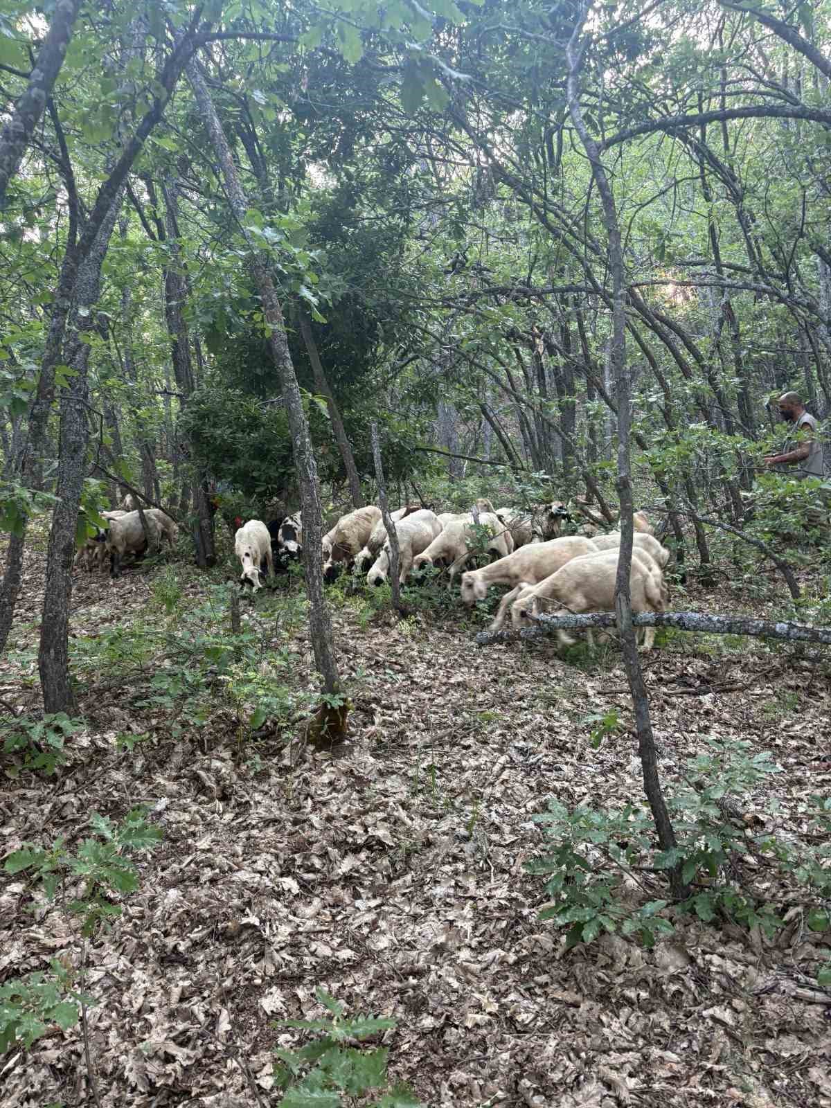 Tunceli’de kayıp küçükbaş hayvanlar dron desteğiyle bulundu