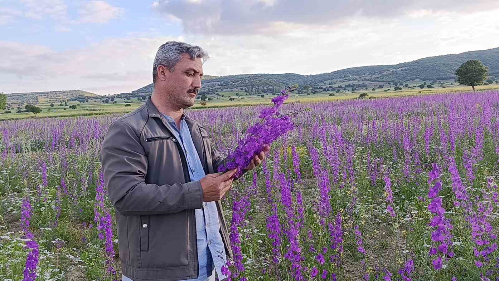Tarlalar mora boyandı, çiçekler resim tablosunu andırdı