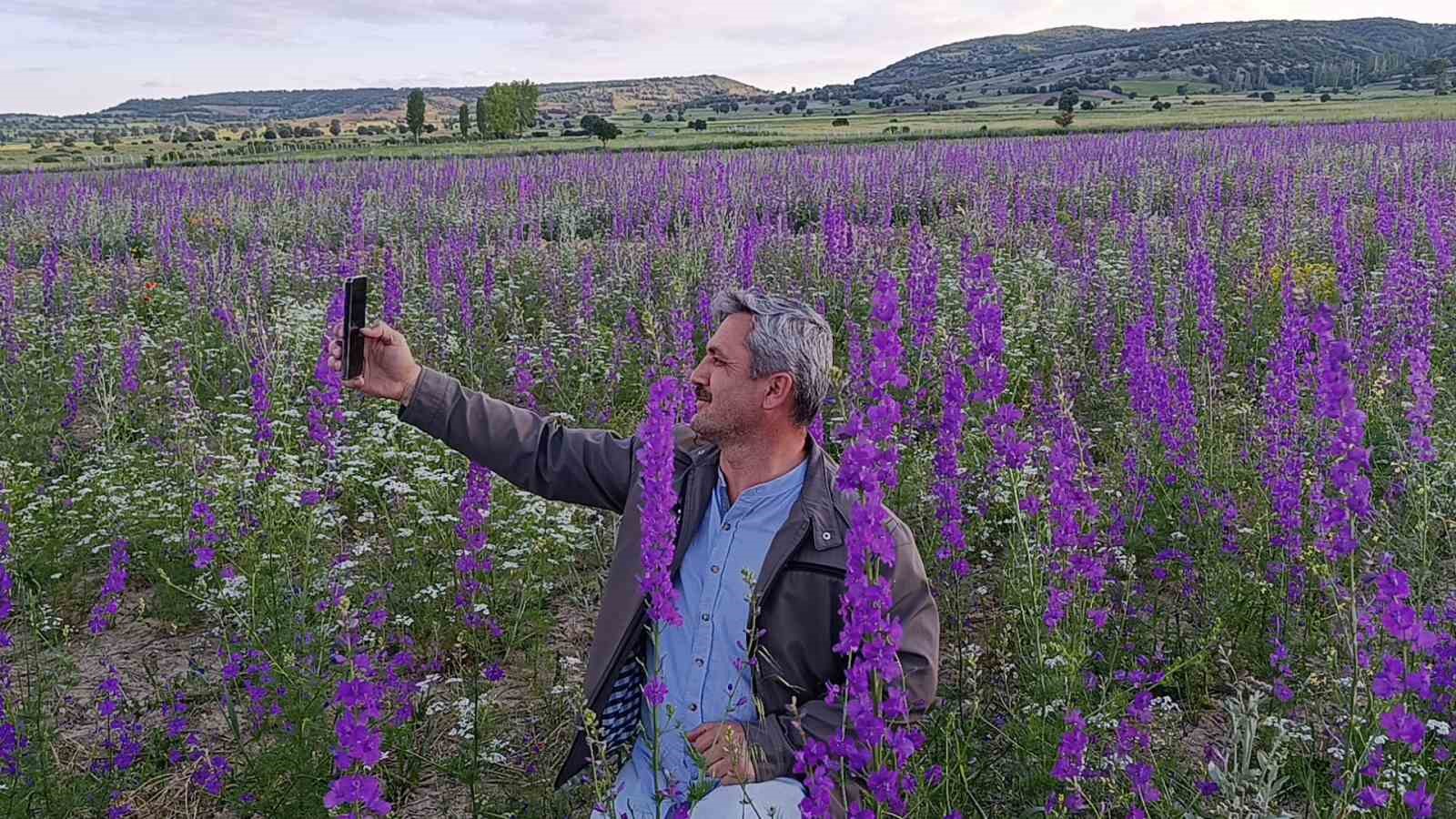 Tarlalar mora boyandı, çiçekler resim tablosunu andırdı